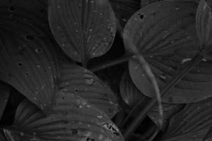 img_leaves.jpg