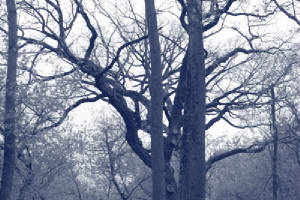 img_trees.jpg